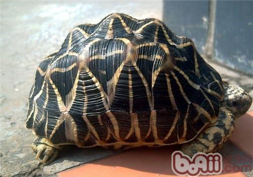 印度星龟幼体的豢养方式