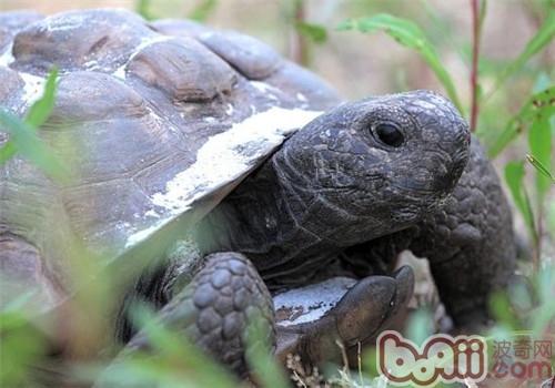 哥法地鼠龟的保护重心
