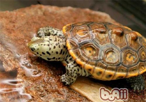 德州锦钻纹龟的保护办法