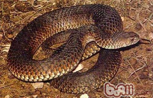 澳洲老虎蛇的品种简介