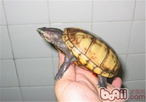 阿拉莫泥龟的保护办法