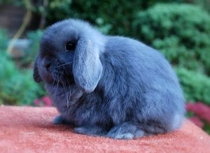 英国垂耳兔的丰采特性