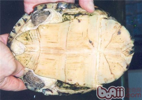 非洲棱背泥龟的形态特性