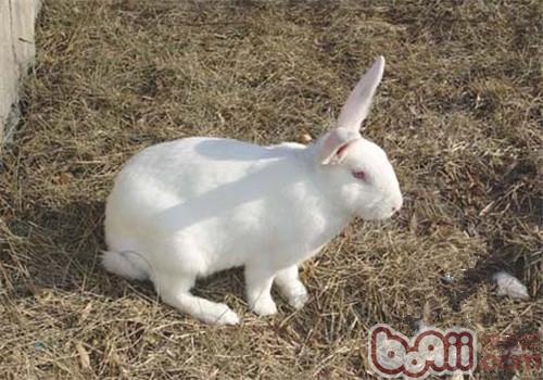 日本大耳兔的种类简介
