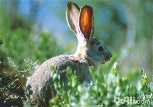 有害气体和粉尘关于兔兔的作用