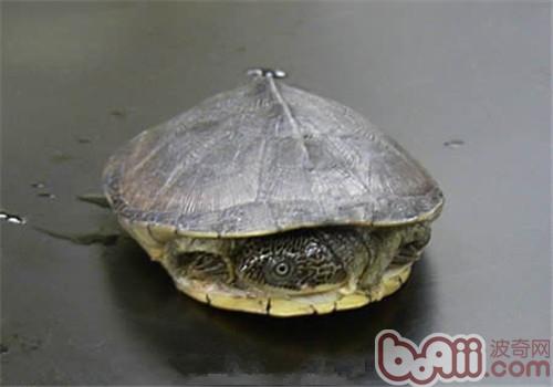 白胸侧颈龟的种类简介