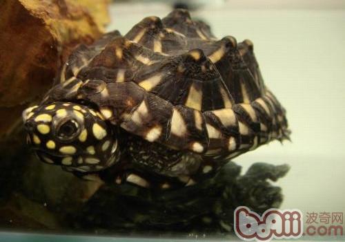 雀斑池水龟的豢养心得