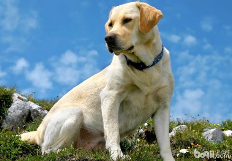 为什么导盲犬大普遍都采用用拉布拉多？