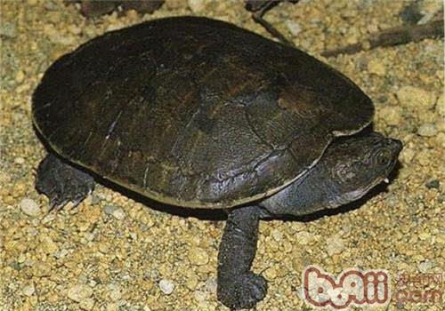 澳北盔甲龟的生计情况央求