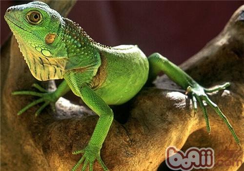 绿鬣蜥的形态特性