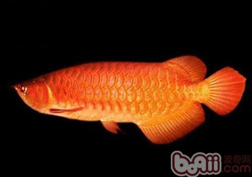 橙红龙鱼的种类简介