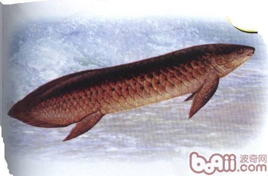 澳洲肺鱼的形状特性