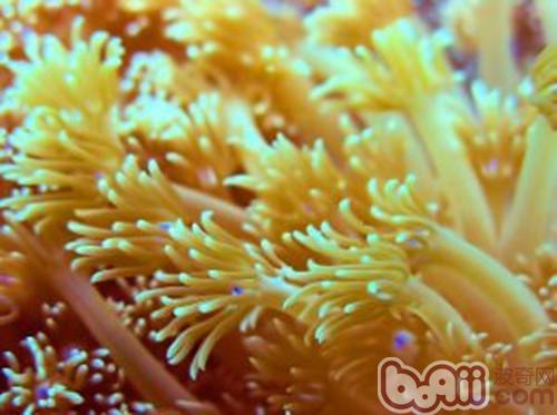 珊瑚豢养的注沉事项