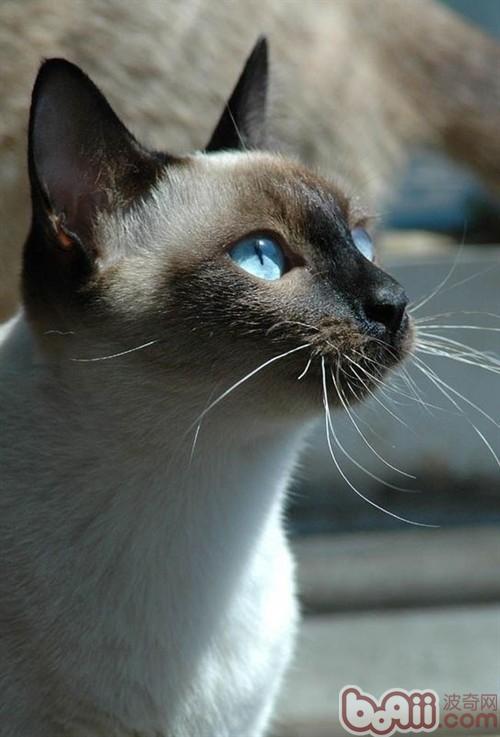 暹罗猫最老的猫种引见