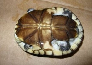 参瞅龟保护之钢盔侧颈龟