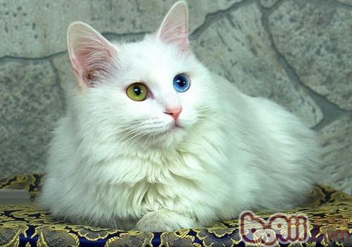 土耳其安哥拉猫的保护常识
