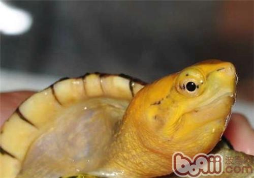 白唇泥龟的形态特性
