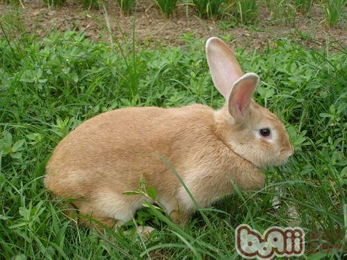 豫丰黄兔种类特性