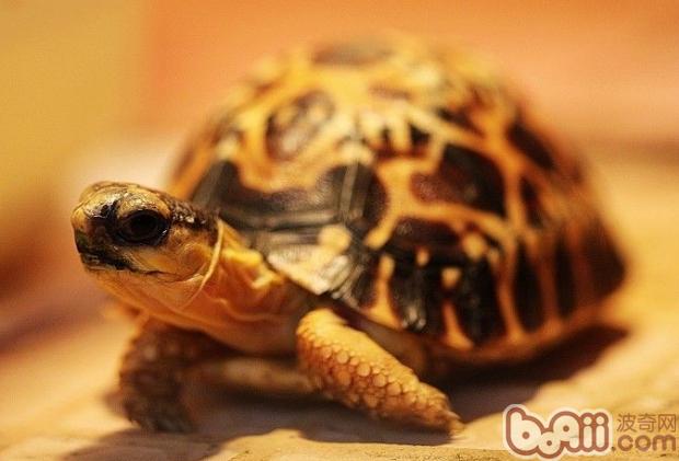 龟龟可食用的养分食物分解