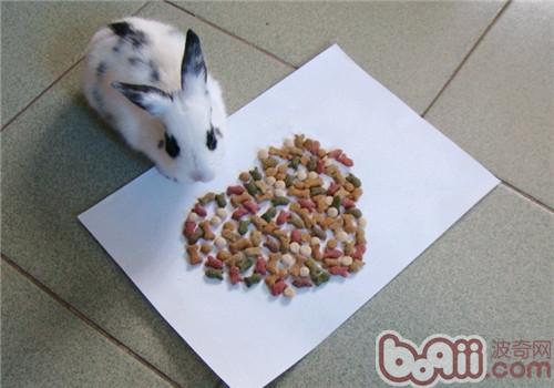 怎么样让宠物兔爱上吃兔粮