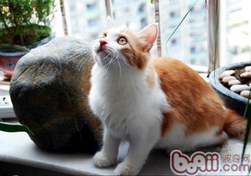 土耳其安哥拉猫的品格特性