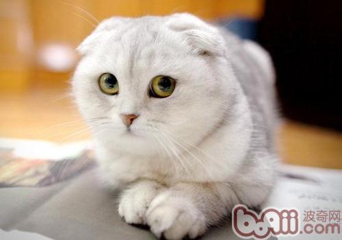 折耳猫练习之怎么样练习折耳猫用猫砂盘