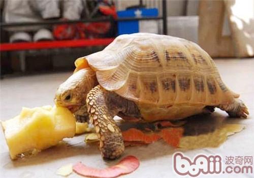 DIY创造陆龟龟粮