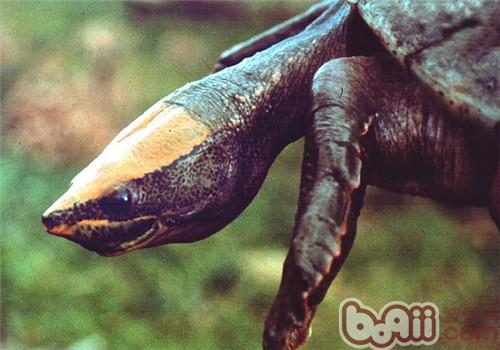 中美洲河龟的种类简介
