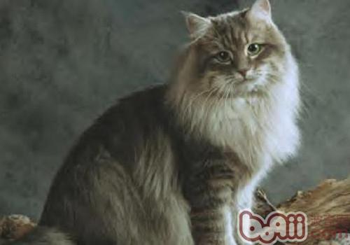 西伯利亚丛林猫的种类简介
