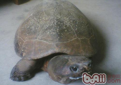 马来西亚巨龟的豢养重心
