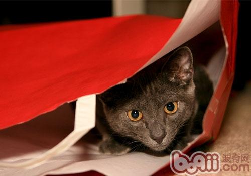 关于纸袋毫无抵御力的猫咪