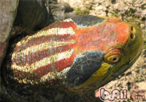 红冠棱背龟的种类简介