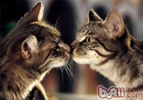 猫咪为什么喜佳亲吻