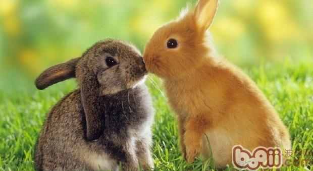 什么种类的兔子最佳养
