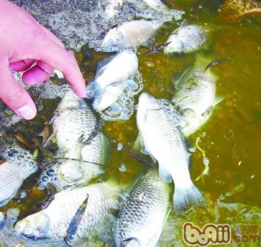 夏季预防鱼缺氧的措施