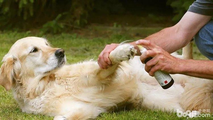 狗狗夏季瞅护，夏季养狗的注沉事项有哪些？