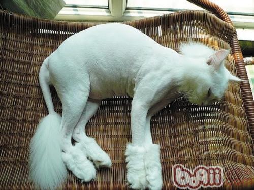 猫咪要没有要剪毛? 猫咪要没有要剪毛?