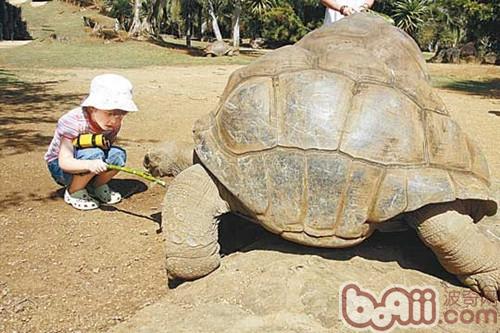 最大的陆龟之一——亚达伯拉象龟