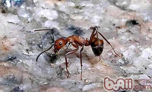 蚂蚁豢养的注重事项