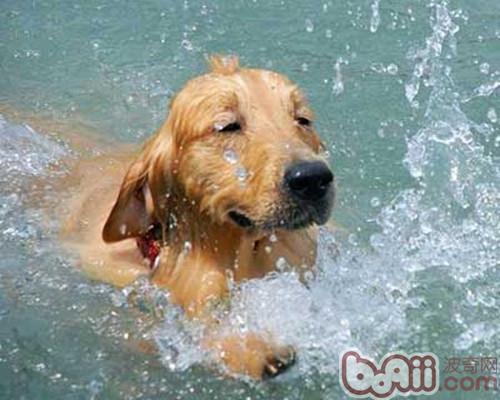 哪些狗狗更长于泅水