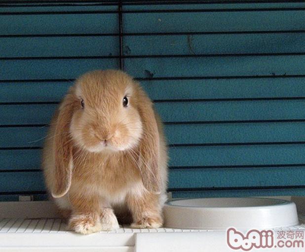 兔兔的眼光常识