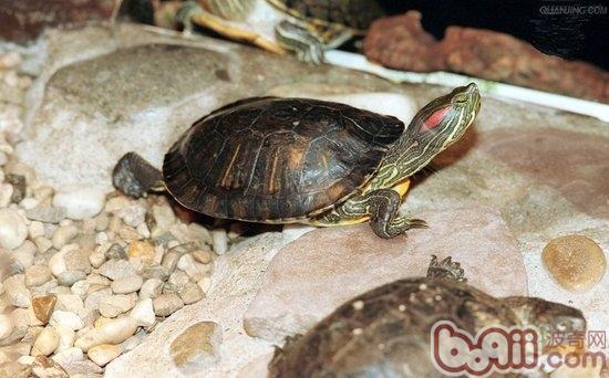 龟龟分隔期的看护方式