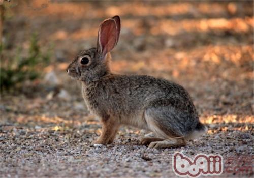 戈壁棉尾兔的种类简介