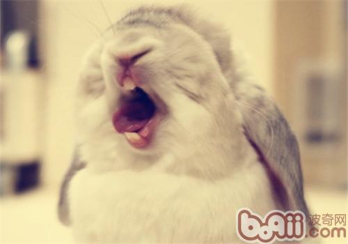 兔子为什么没有会喊？