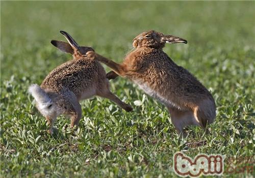 母兔咬公兔是什么缘故？