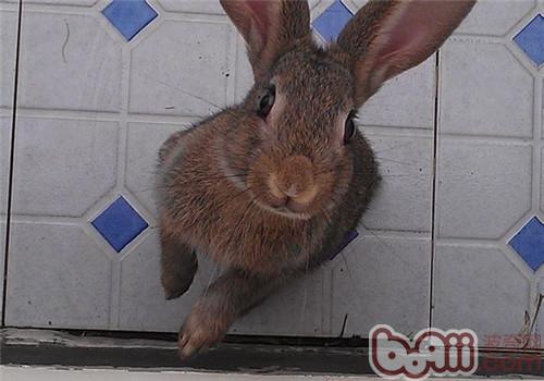 灰栗兔吃什么比拟佳？