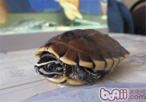 马来食螺龟的形态特性