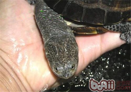 巴西搁射刺颈龟的形态特性