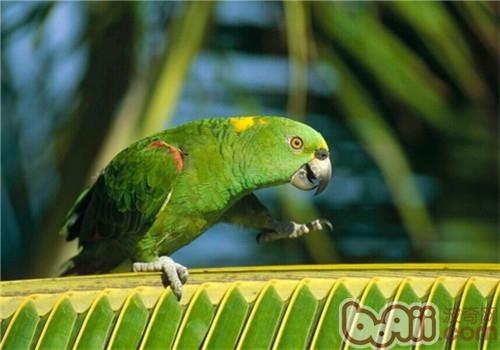 黄冠亚马逊鹦鹉的形态特性