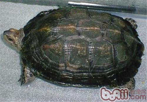 缅甸乌山龟的种类简介